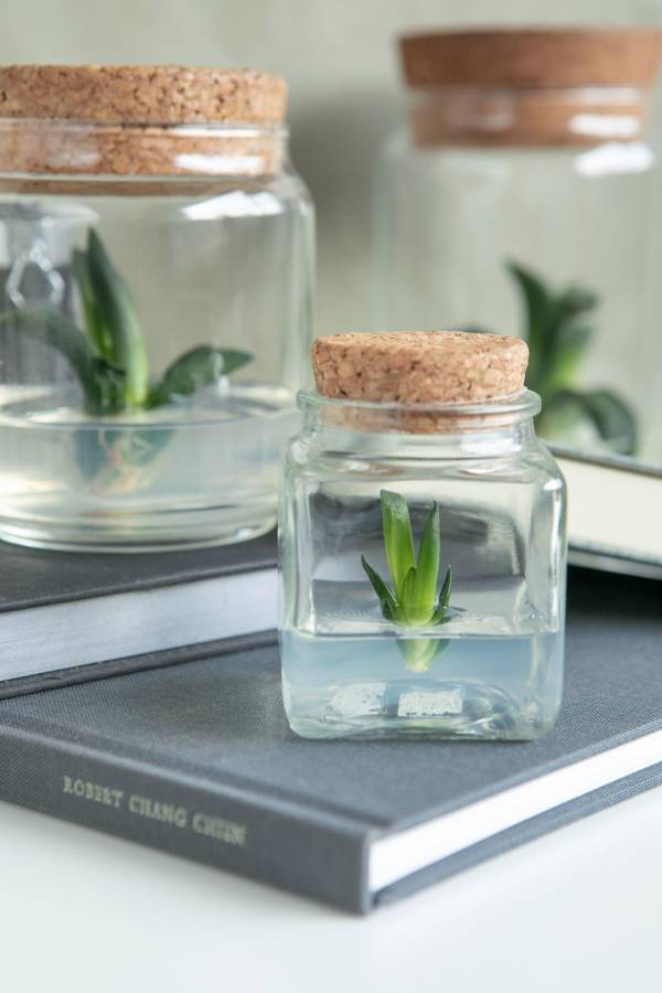 小室瓶栽 多肉植物系列 美吉壽 自然風2號瓶 吃果凍長大的植物