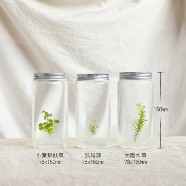 小室瓶栽 水草系列 狐尾藻水草 工業風4號瓶 吃果凍長大的植物