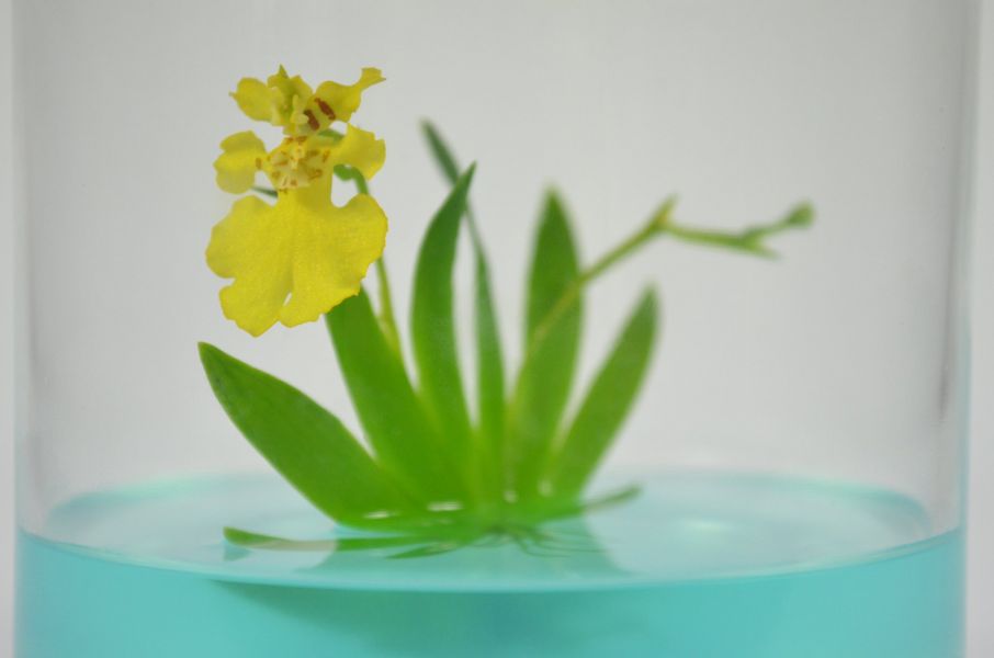 小室瓶栽 迷你蘭花系列 扇形文心蘭 自然風6號瓶 
