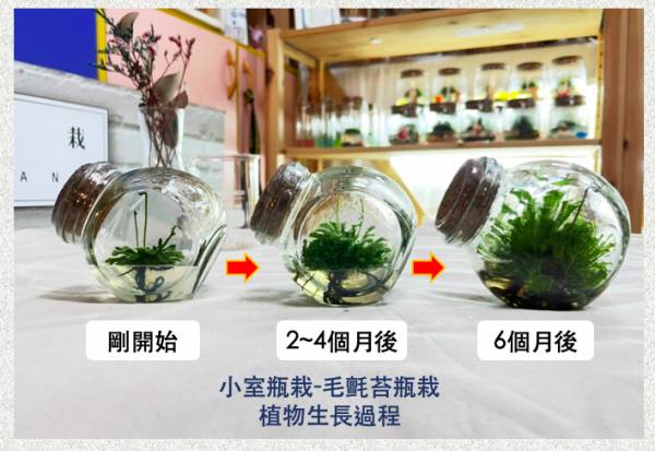 小室瓶栽 食蟲植物系列 毛氈苔 自然風3號瓶 吃果凍長大的植物