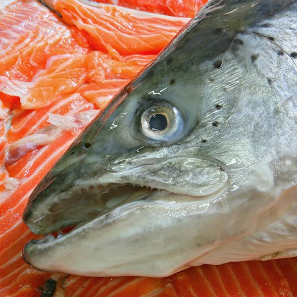 智利鮭魚(頭) 鮭魚鱒鮭,鱒魚,挪威,鮭魚魚頭,月子餐,養生餐,石狩鍋,智利鮭魚