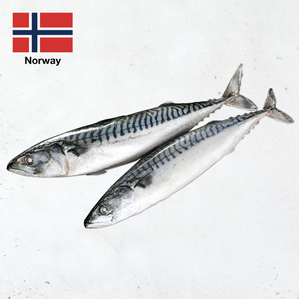 頂級挪威薄鹽鯖魚整尾 挪威鯖魚,鯖魚ptt,薄鹽鯖魚,宜蘭伴手禮,整尾鯖魚,烤鯖魚
