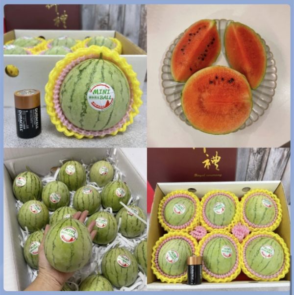 免運【mini ball】溫室迷你西瓜 miniball , 迷你西瓜 ,GI , 小西瓜 , 日本品種,溫室栽種
