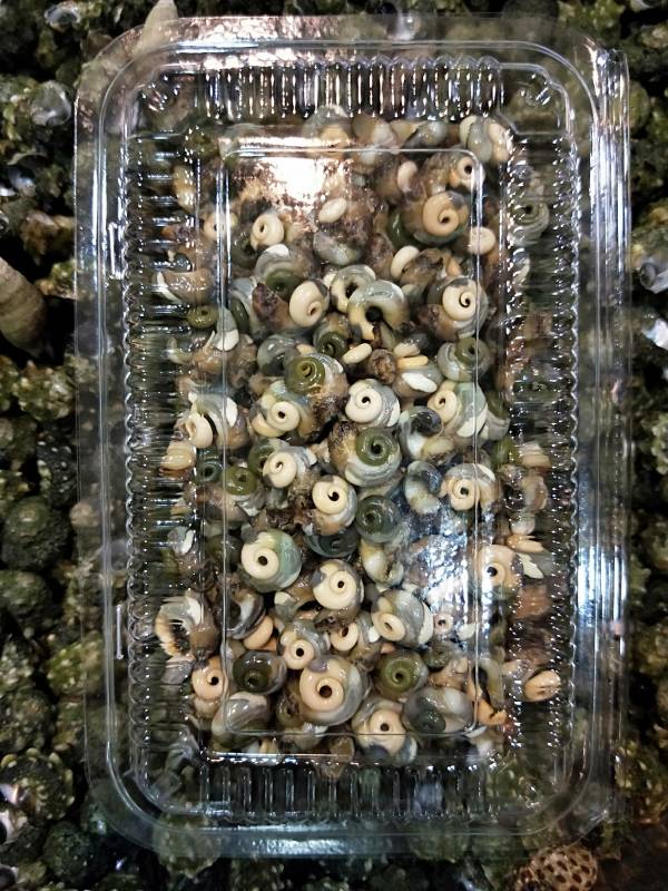 澎湖即食珠螺肉 (粒粒皆珍貴、麗麗皆辛苦) 澎湖珠螺,珠螺,珠螺肉