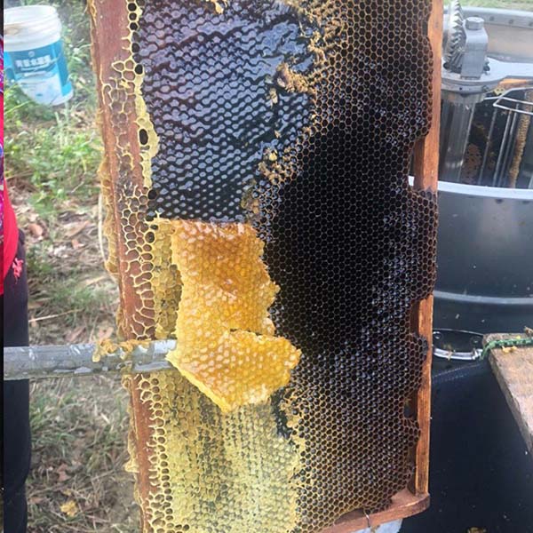 蜂巢蜂業  荔枝蜂蜜 