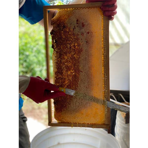 晴山蜂蜜  芒種森林純蜂蜜 