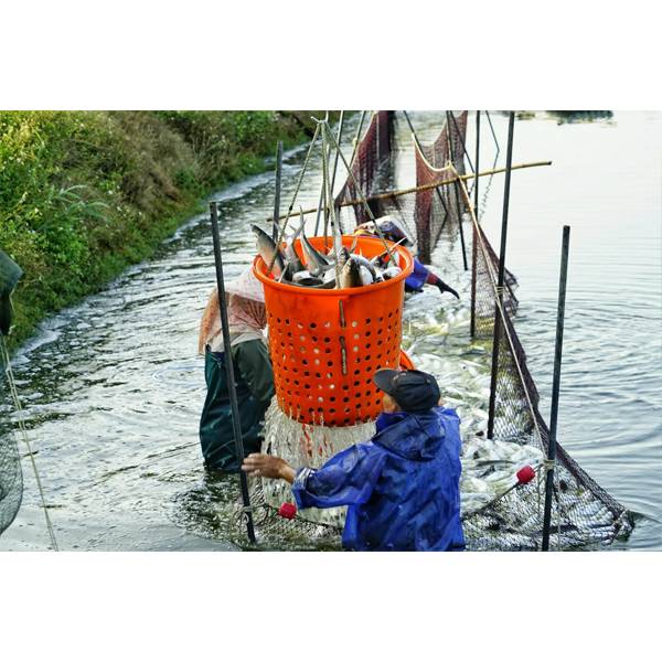 國基生態養殖  挪威鯖魚一夜干 