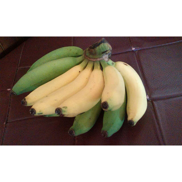 南投香蕉 大山蕉 皇后蕉 