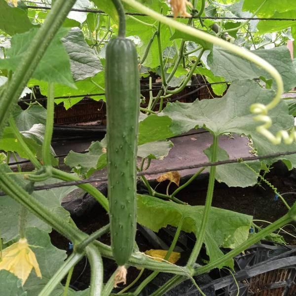園莛農場 日式小黃瓜 
