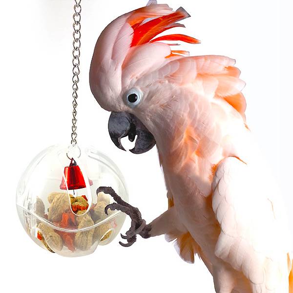 鸚鵡覓食球-球+練條 