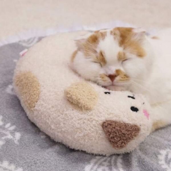 CattyMan貓用溫馨舒適造型枕 