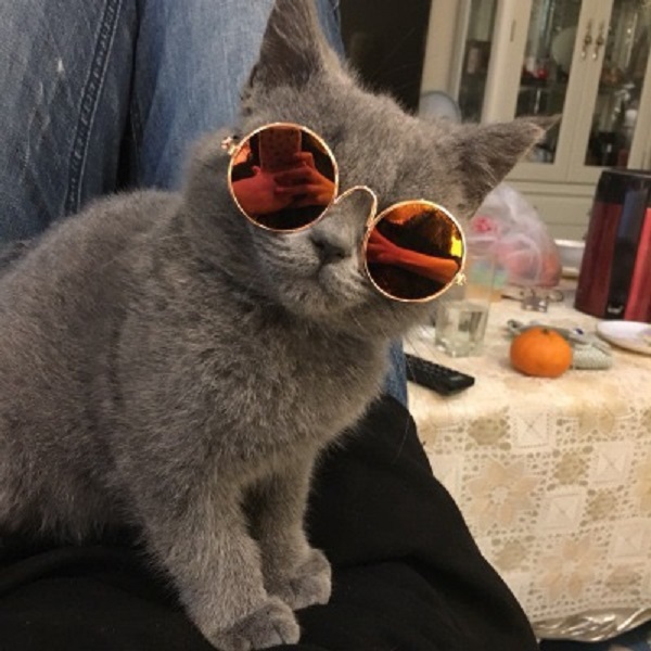 貓咪防風太陽眼鏡 