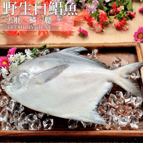 野生大白鯧500g共2隻入免運 白鯧,鯧魚,大魚,台灣