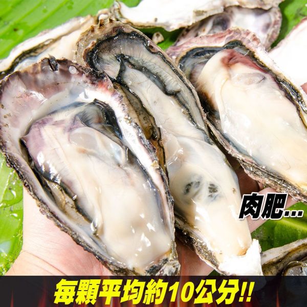 日本全殼生蠔5顆 日本全殼生蠔5顆 日本廣島生蠔 牡蠣