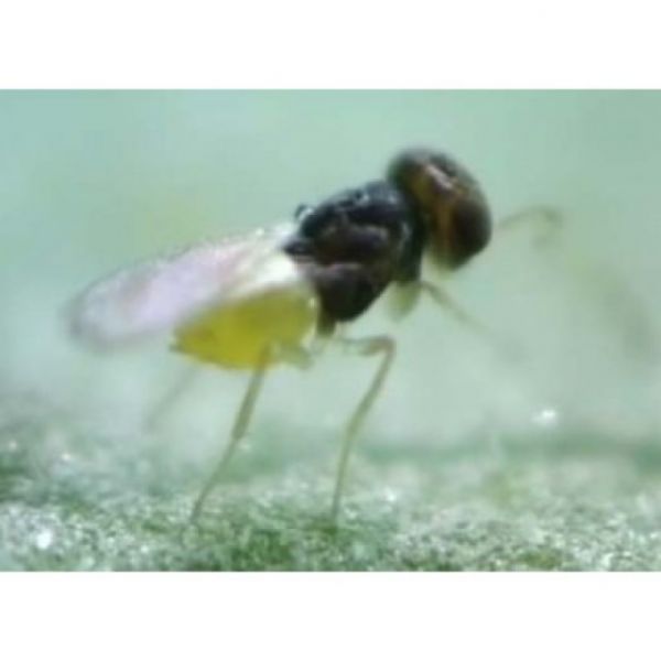 蚜小蜂 益蟲,天敵,防治, ﻿