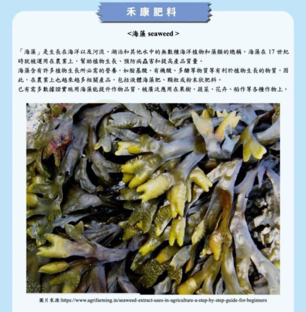 海藻seaweed 