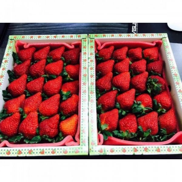 青其有機農場 草莓 
