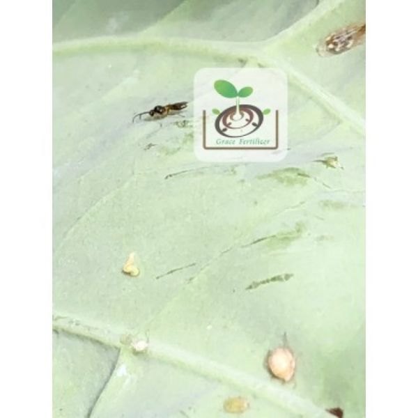 蚜蟲克星-蚜繭蜂 益蟲,天敵,防治