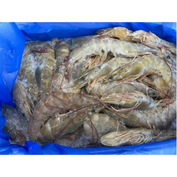 南美各規格白蝦850g 