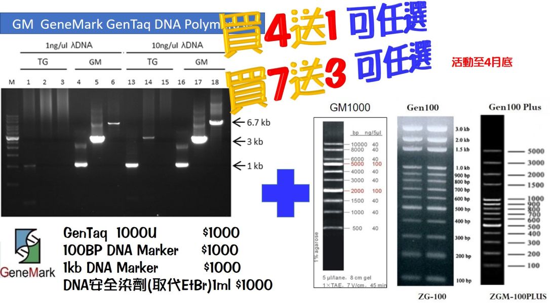 GeneTaq DNA Marker 買四送一方案 GeneTaq DNA Marker 買四送一 PCR系列 GENETQA 100BP核酸標記 1kb核酸標記,GENEMARK,耐熱核酸聚合酶,DNA Ladder,100bp dna ladder,