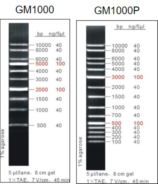 GeneTaq DNA Marker 買四送一方案 GeneTaq DNA Marker 買四送一 PCR系列 GENETQA 100BP核酸標記 1kb核酸標記,GENEMARK,耐熱核酸聚合酶,DNA Ladder,100bp dna ladder,