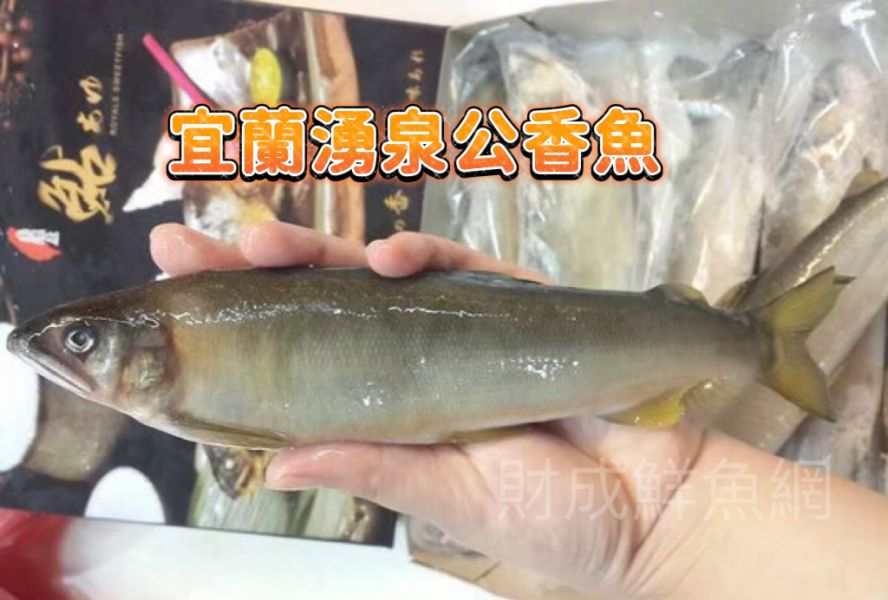 公香魚7隻（1公斤） 香魚