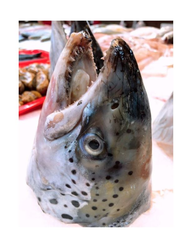 鮭魚頭（每顆600g以上） 