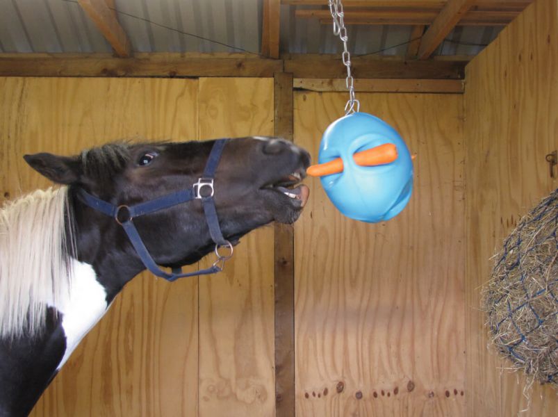 馬用蘿蔔球 (藍色) 