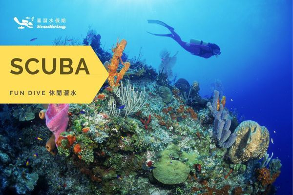 Palau 帛琉百悅潛水自由行 Palau, 上帝的水族箱, 藍洞, 藍角, 德國水道, 烏龍水道, 百悅假期