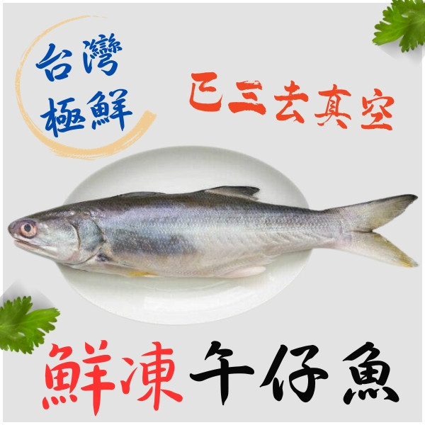 台灣極鮮 ♥ 鮮凍午仔魚 