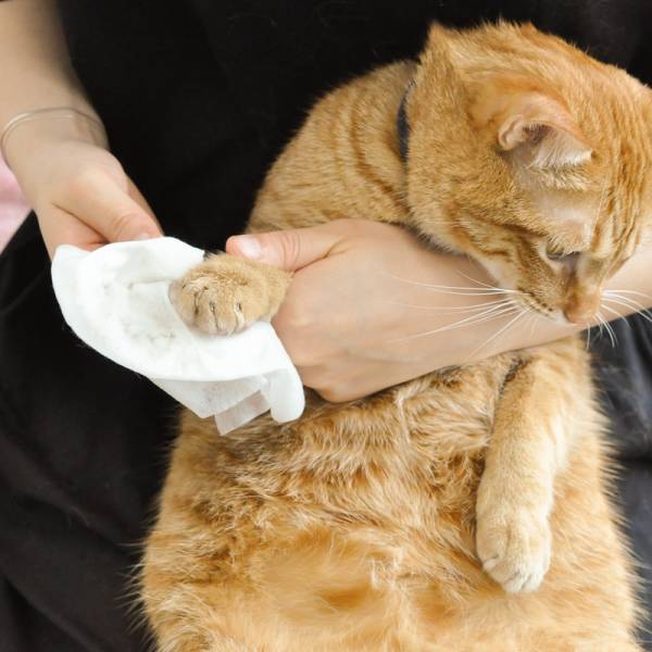 *【會員限量滿額送】貓用除臭抑菌濕紙巾 50抽 *送完為止* 
