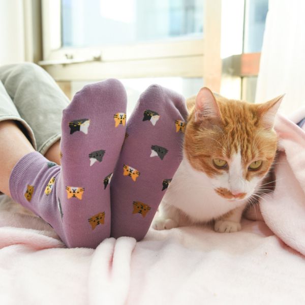 【貓奴一定要有】日系貓頭中筒長襪 五色一組 
