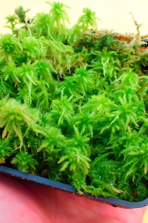 活水苔／Live Sphagnum Moss 活水苔,淨化空氣,綠化,園藝,Tillandsia