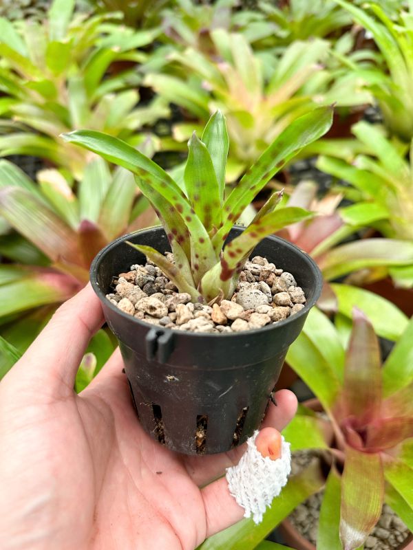 古塔塔／Vriesea guttata Type #1 積水鳳梨,鳳梨花