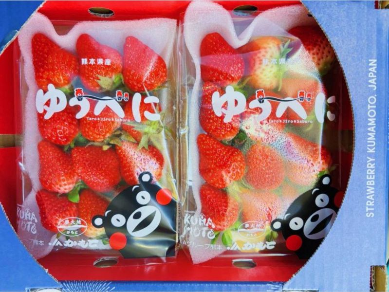 日本熊本草莓 
