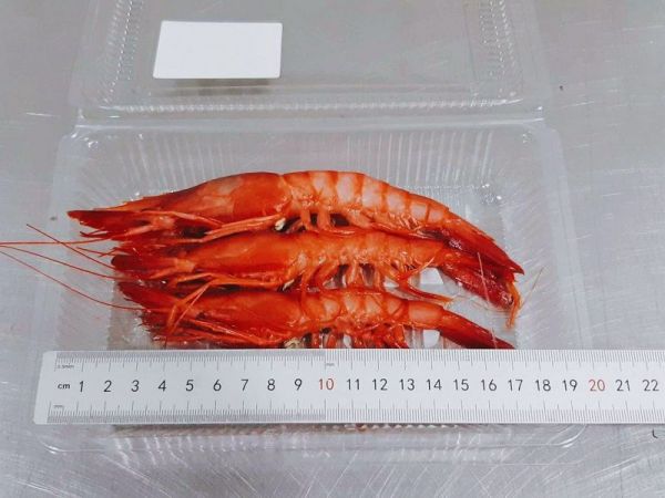 野生葡萄蝦-3盒/5盒 免運 
