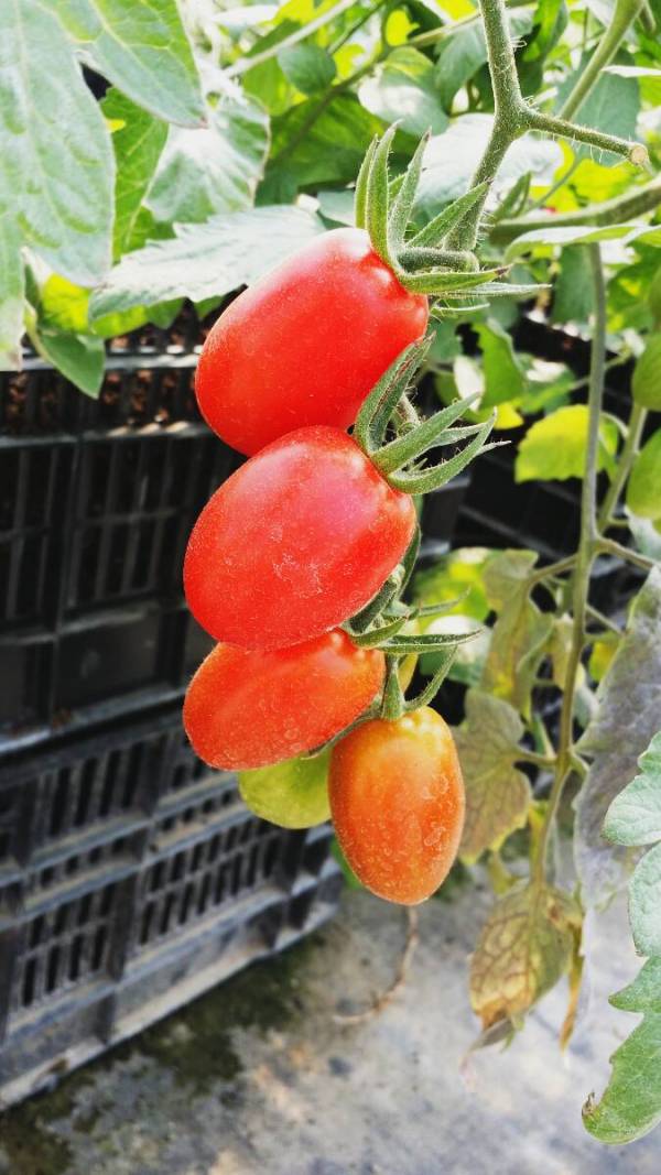 溫室玉女小番茄-很甜很好吃 