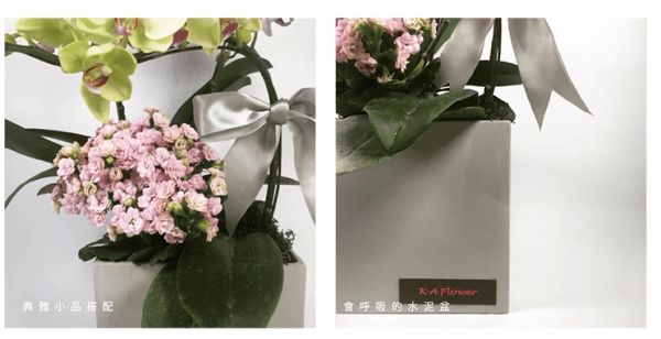 高潔氣息-蘭花盆栽 蝴蝶蘭 特色蘭花盆栽 設計感蘭花
