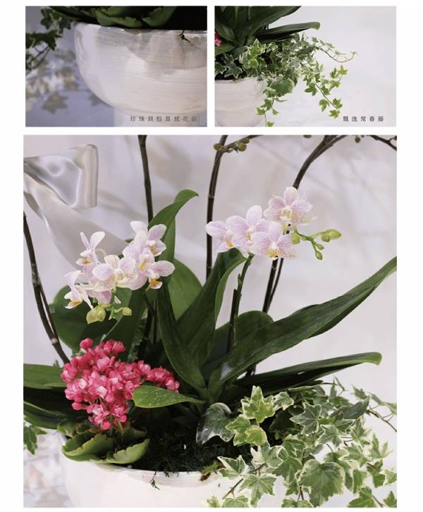 清新秀逸-蘭花盆栽 蝴蝶蘭 特色蘭花盆栽 設計感蘭花