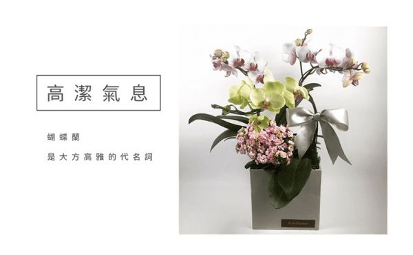 高潔氣息-蘭花盆栽 蝴蝶蘭 特色蘭花盆栽 設計感蘭花