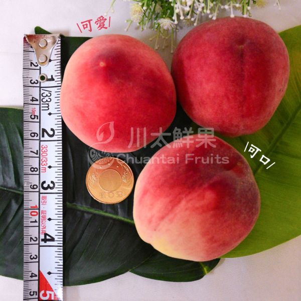 預購-嚴選台灣小農紅玉水蜜桃、8顆入$990元 (免運) 紅玉水蜜桃,水蜜桃,水果禮盒,送禮