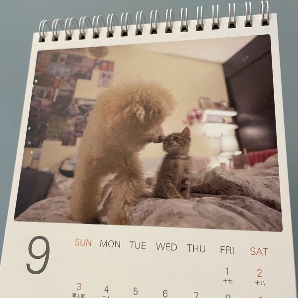 2023-壯壯與貓貓們桌曆 掛曆,桌曆