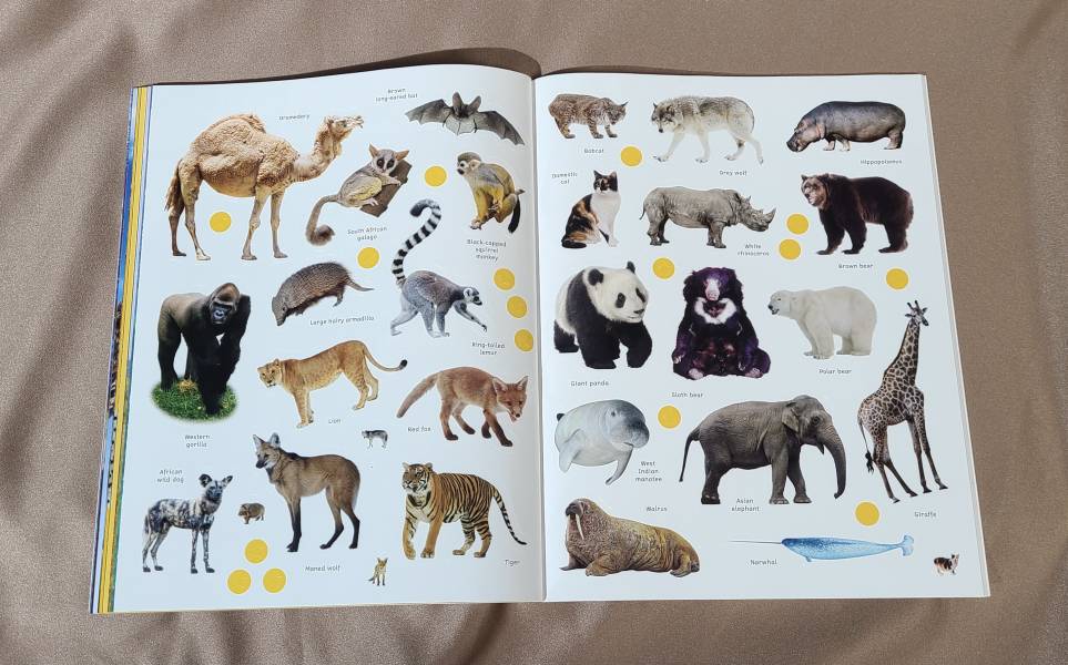 DK Sticker Encyclopedia Animals (動物百科貼紙書) 