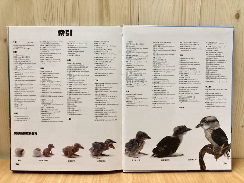 細說鳥類(DK小百科05) 