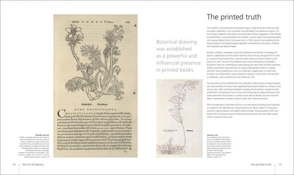 DK Botany for the Artist (寫給藝術家的植物學百科) 