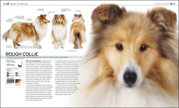 DK The Complete Dog Breed Book(愛犬品種圖鑑 ) 