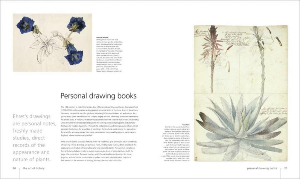 DK Botany for the Artist (寫給藝術家的植物學百科) 