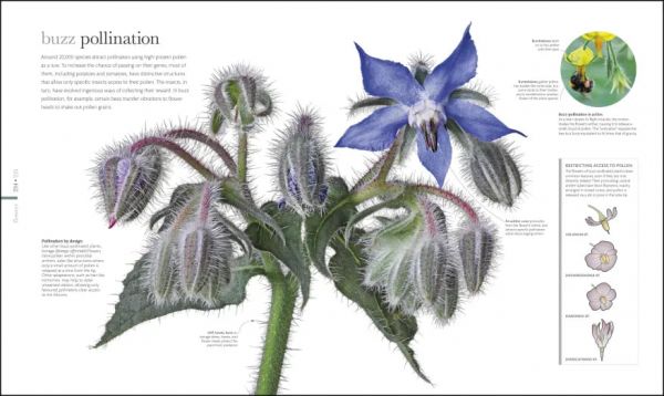 DK Flora (植物大百科) 