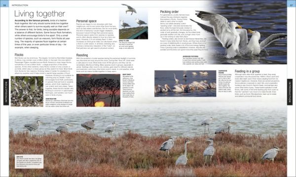 DK Bird: The Definitive Visual Guide(鳥類大百科 增修版) 